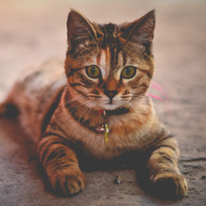 Avatar of Samantha Samantha