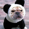 Profile image of Pug Panda