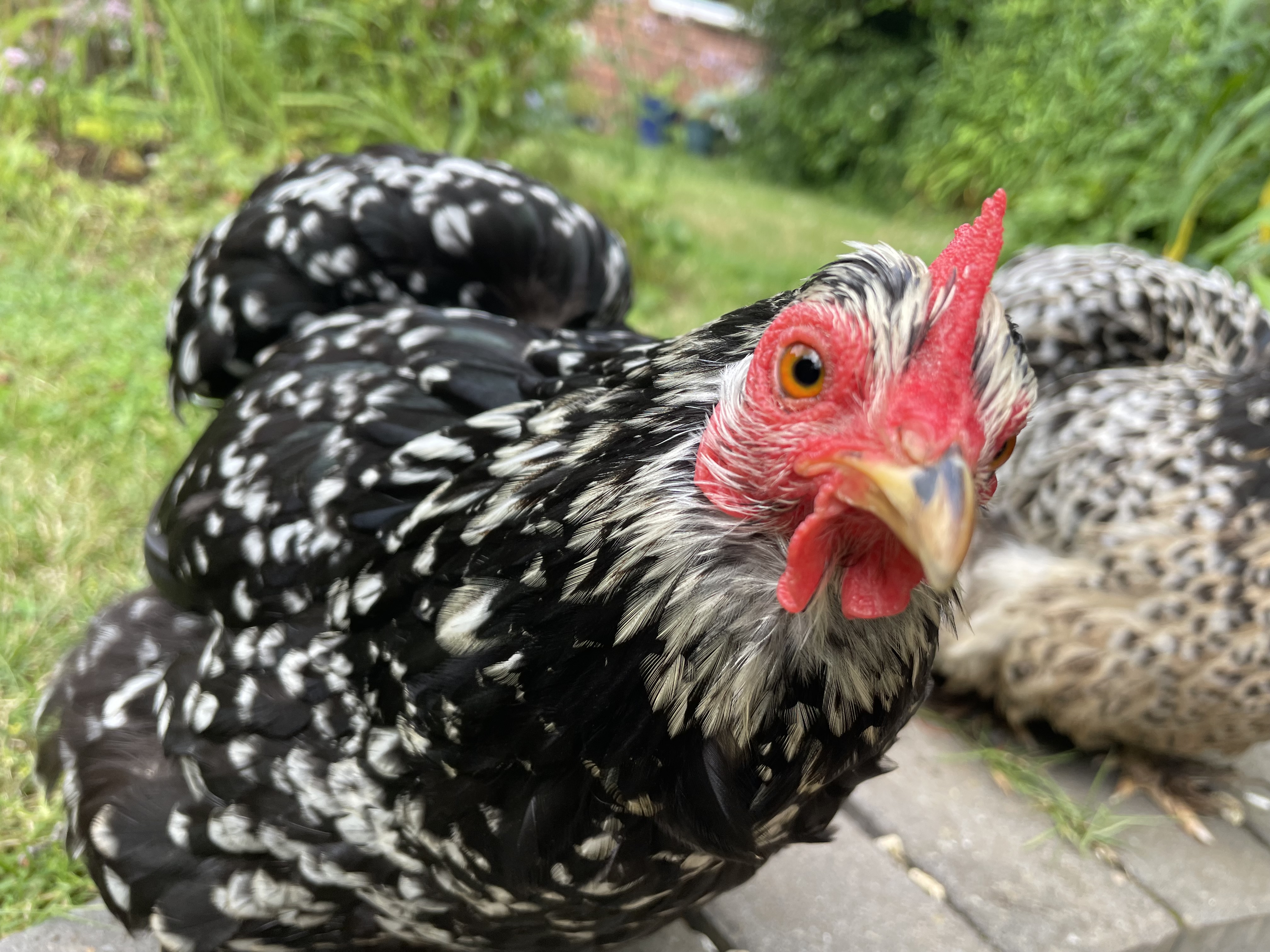 Profile image of Samantha 