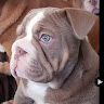 Profile image of L&C Roegie Roeg