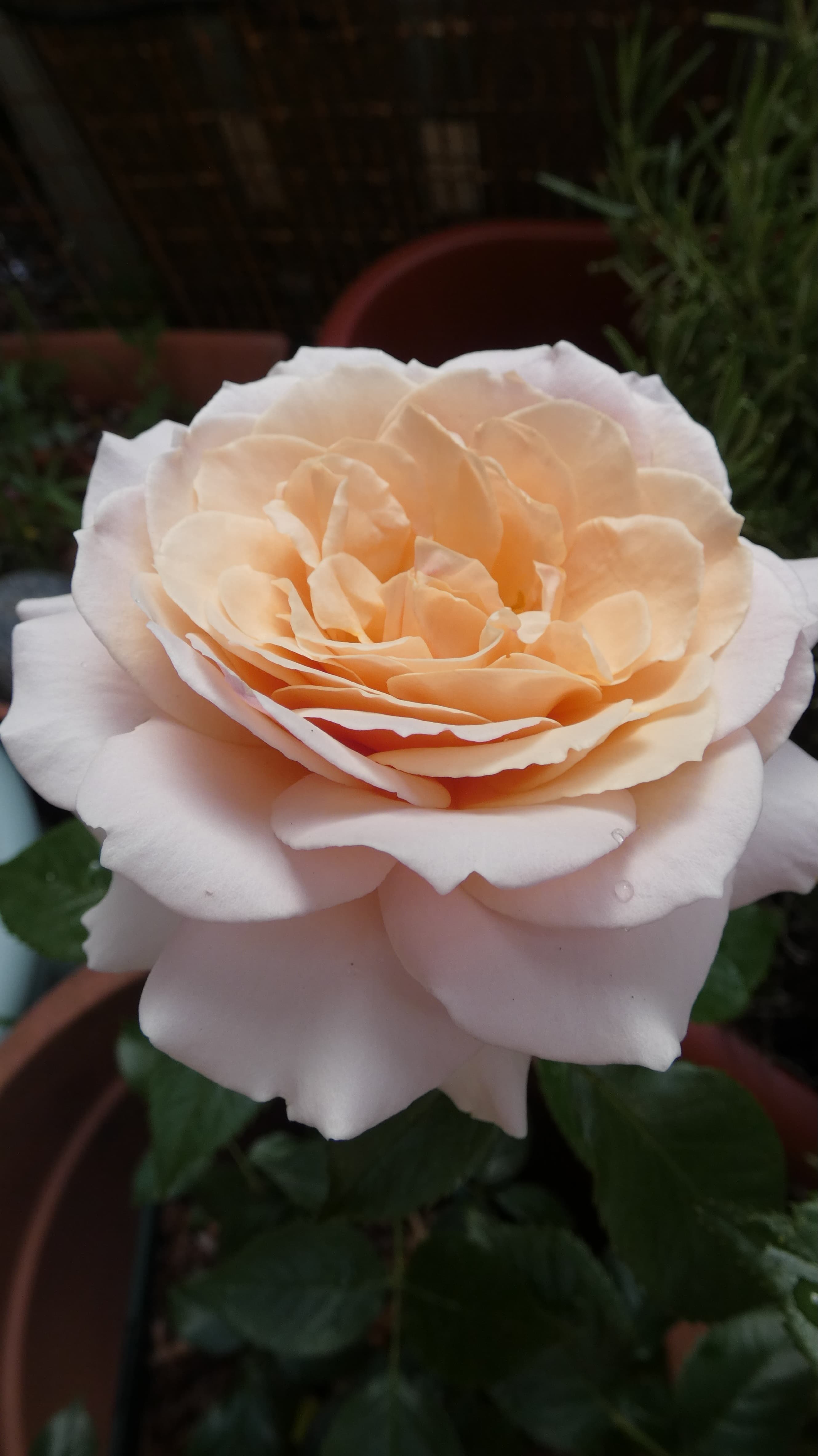Profile image of Sarah Gibson-Clarke 