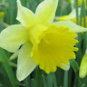 Avatar of Daisy Daisy