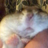 The hamster