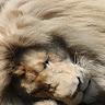 Profile image of Santana
